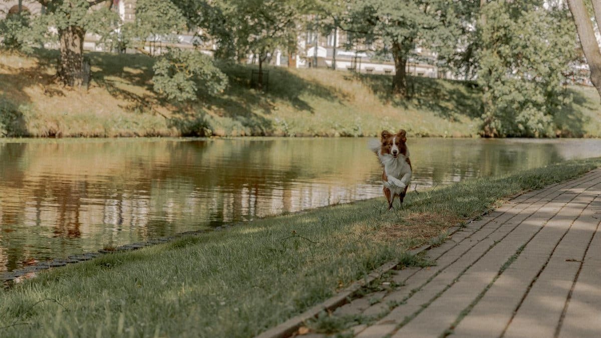 Energetic border collie joyfully runs along a scenic riverside pathway on a sunny day.