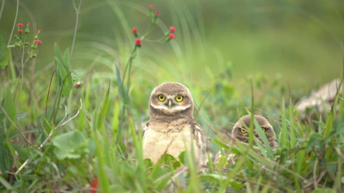 A burrowing owl peeks through green grass in Guaratuba, Brazil, showcasing nature's beauty.