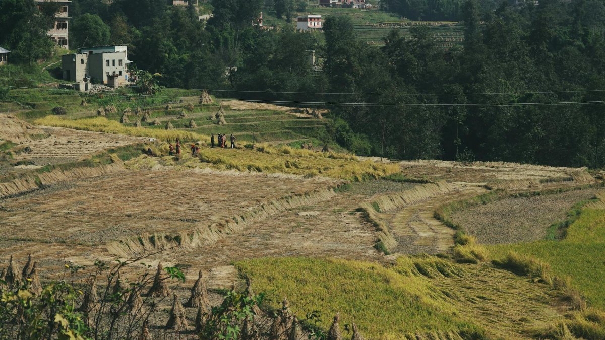 Panoramic view of rural farmland with harvested fields and people working under sunny skies.