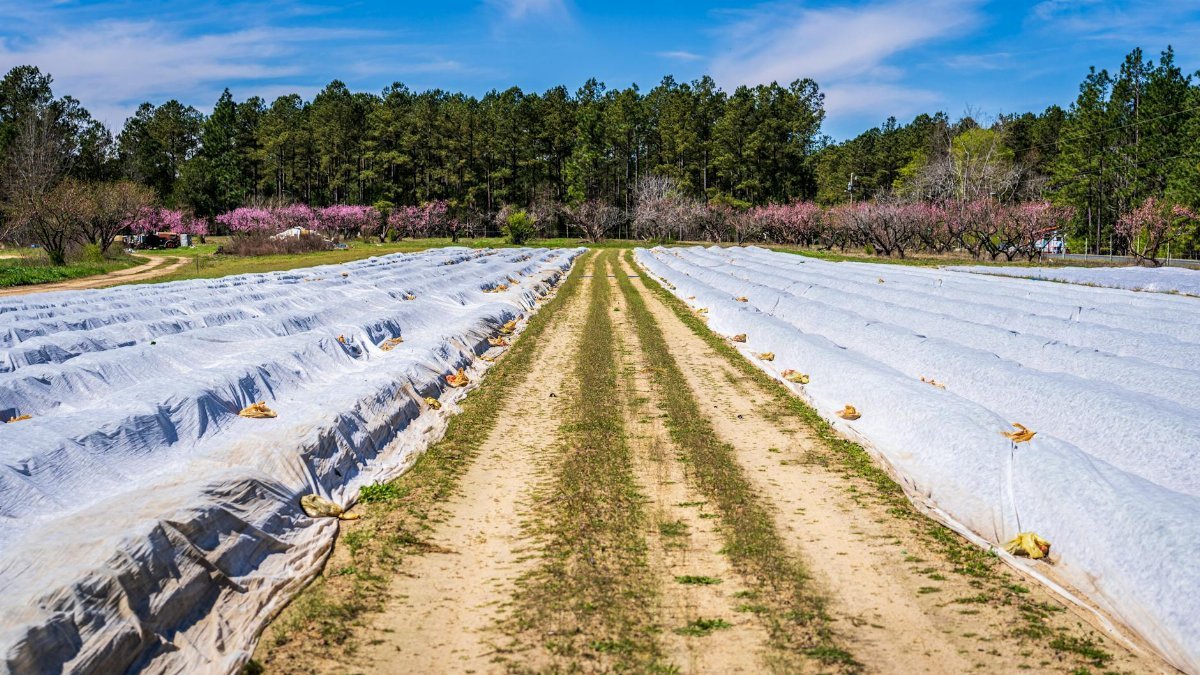 Wide view of rural farmland with row covers and blossoming trees under a blue sky.