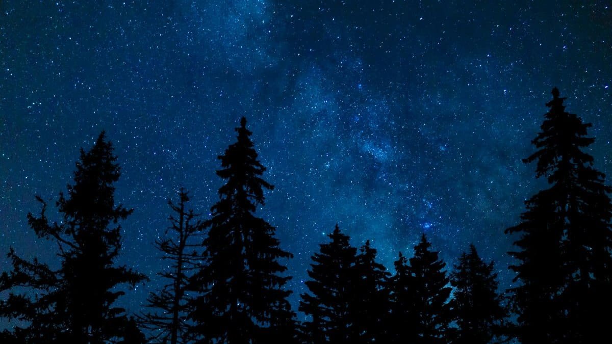 Silhouette of evergreen trees under a bright starry sky in Santa Fe, NM.