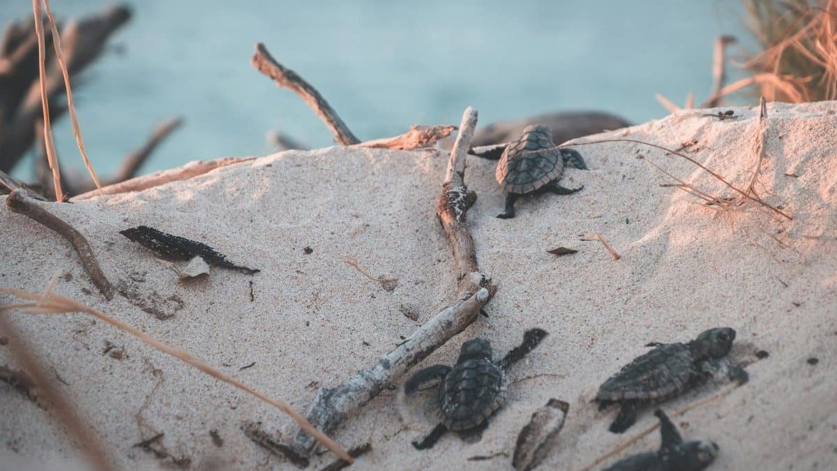 Group of hatchling sea turtles crawling on a sandy beach towards the ocean.