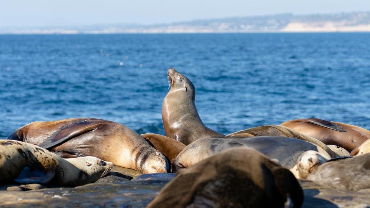 A group of seals basking in the sun on the rocky shores of La Jolla, San Diego.