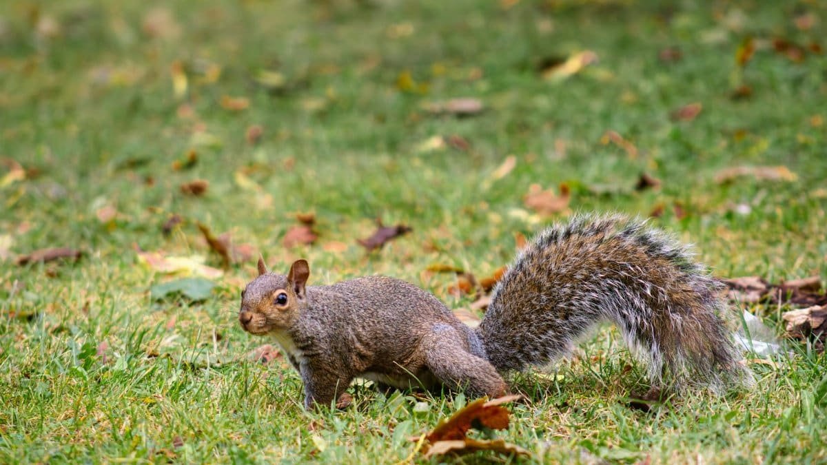 Eastern gray squirrel foraging in an autumn Toronto park.