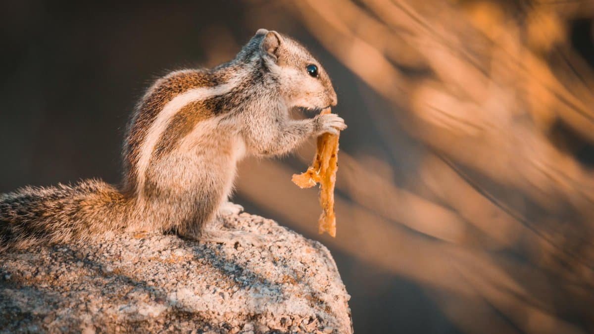 Close-up of a squirrel enjoying food on a rock in natural lighting, capturing wildlife essence.