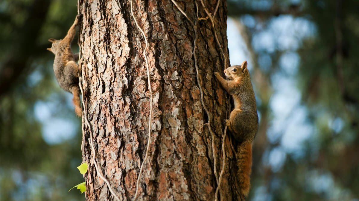 Two squirrels scurrying up a tree trunk in a forested area of Marmaris, Turkey.