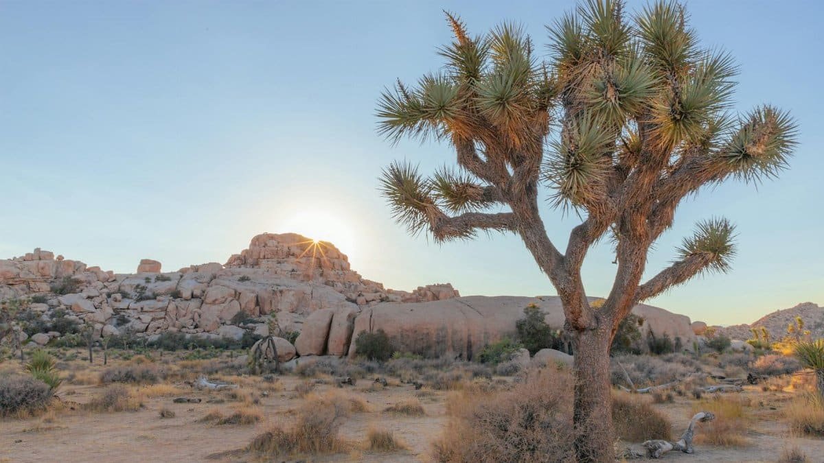 A stunning sunset view highlighting a Joshua Tree in the desert landscape of Joshua Tree National Park.