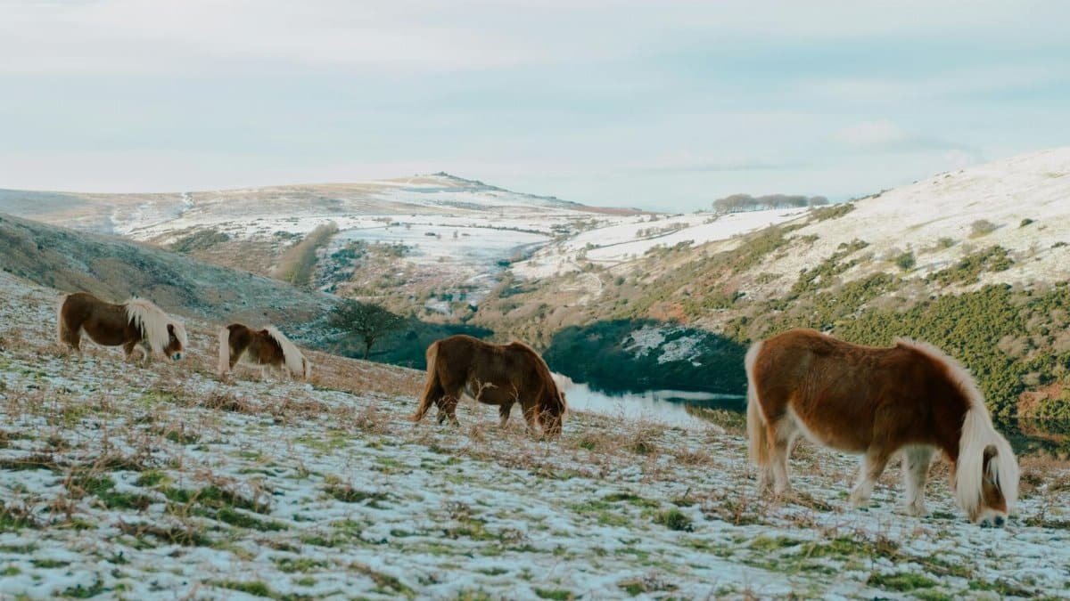 Shetland ponies peacefully grazing on a snowy hillside during winter, showcasing serene wildlife and nature.
