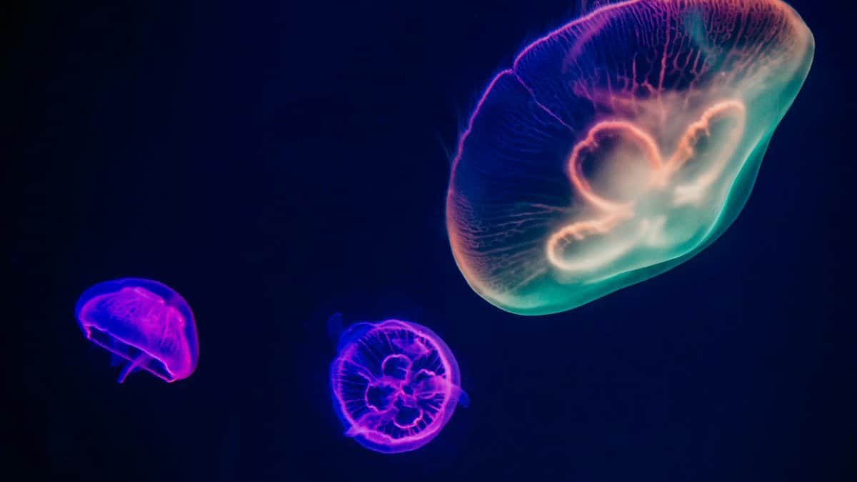 Glowing jellyfish with neon colors swim gracefully in an illuminated aquarium setting.