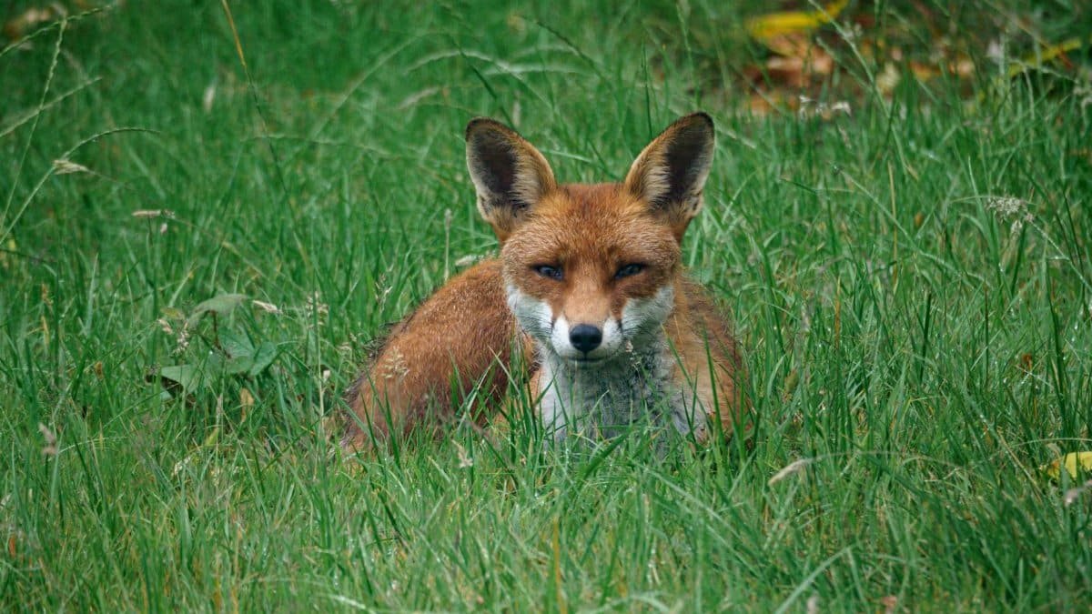 A red fox lying down in vibrant green grass, capturing the essence of wildlife.