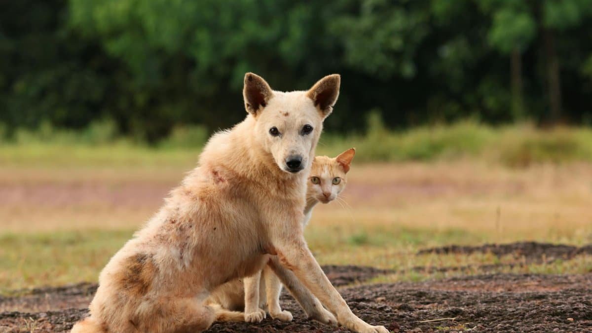 A dog and cat in an outdoor setting, showcasing companionship.