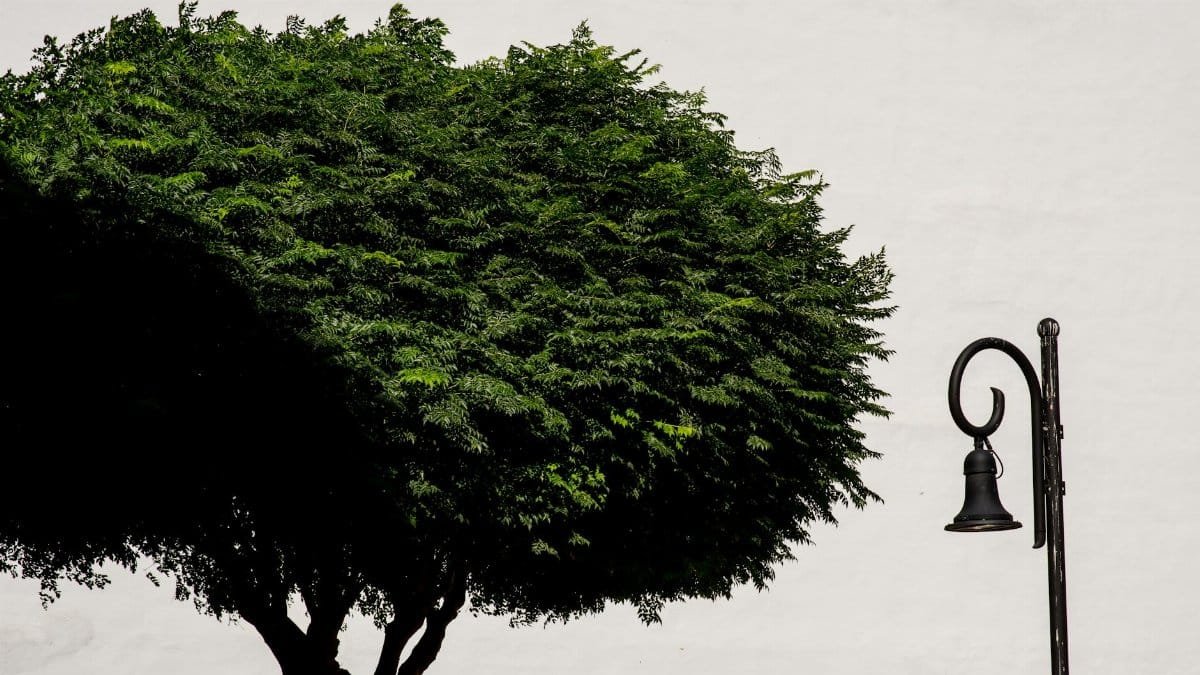 A minimalist scene featuring a lush green tree and a classic street lamp against a white wall.