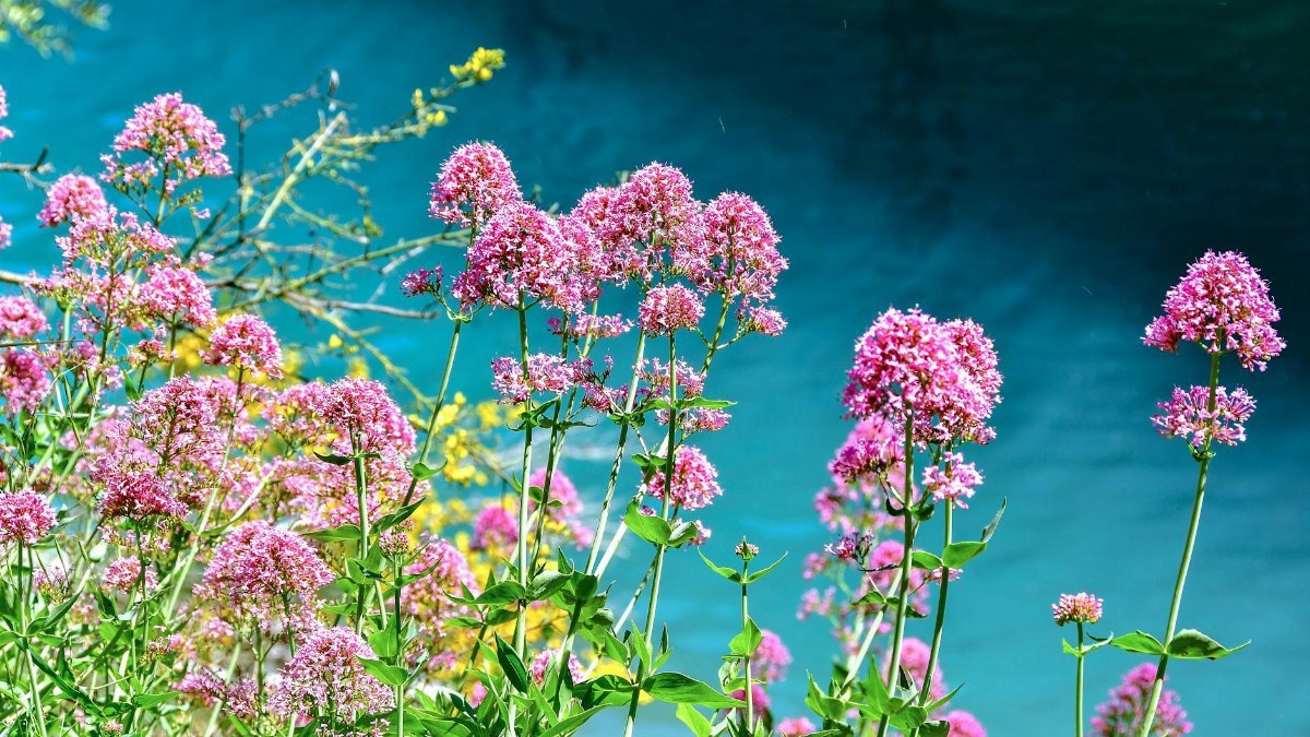 Vibrant pink valerian flowers overlooking serene blue waters in Guadalest, Spain.