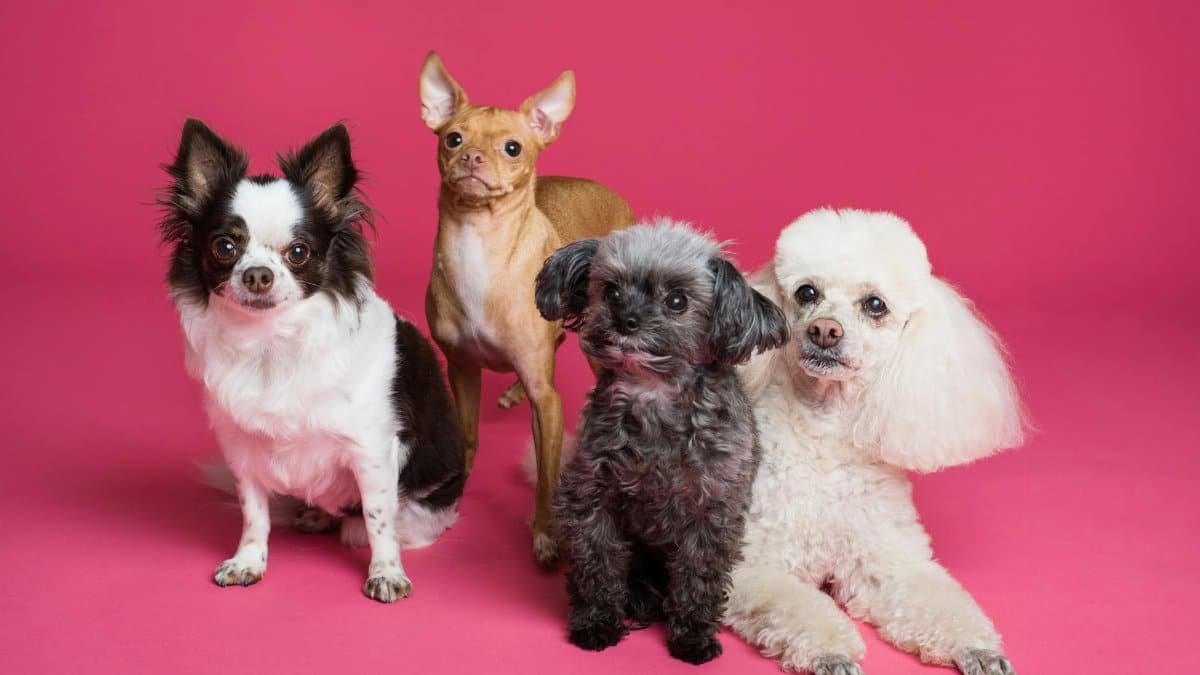 A charming group of small dogs posed against a vibrant pink backdrop, radiating cuteness.