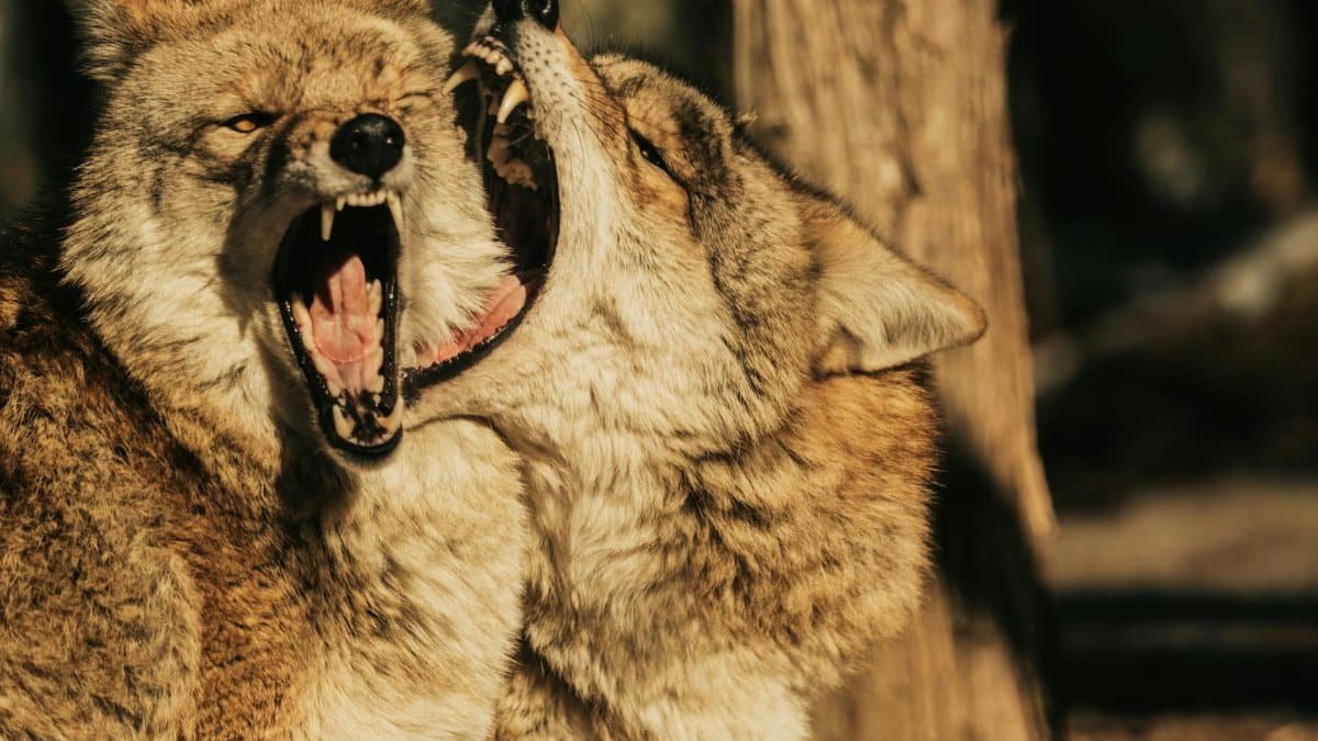 Two wolves interacting in a forest, showcasing wild behavior and nature's raw beauty.