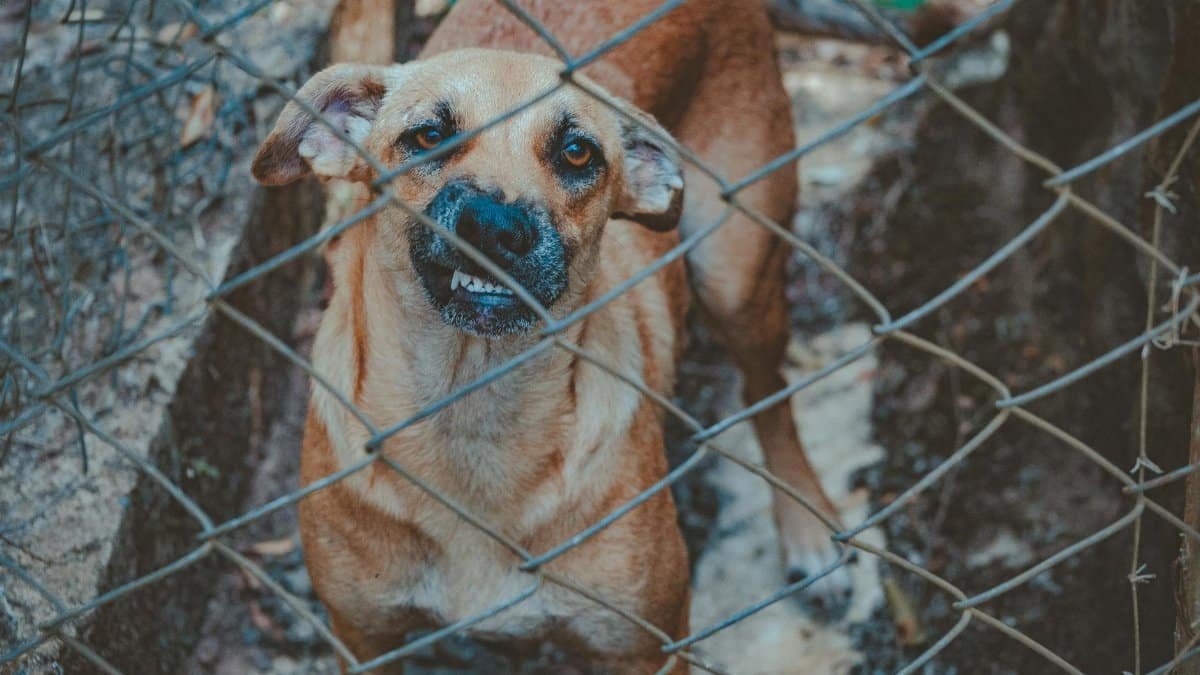 A cautious brown dog standing behind a wire fence outdoors, exhibiting a protective demeanor.
