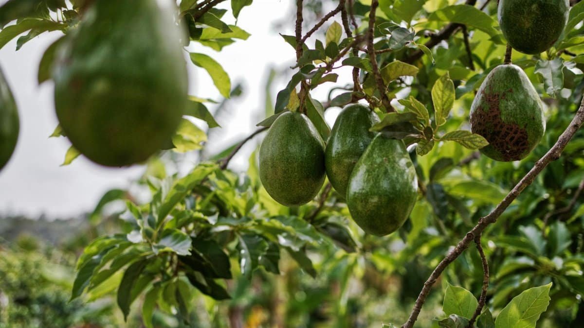 Fresh avocados hanging from a branch, showcasing agricultural produce in a natural setting.