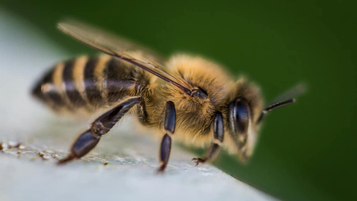 Detailed macro photograph of a honey bee showcasing texture and color.