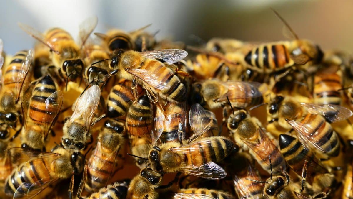Detailed macro shot of honey bees swarming on a vibrant honeycomb.