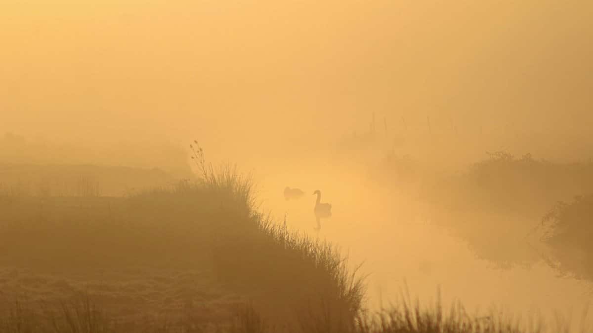 Misty morning landscape in Pays de la Loire, France featuring swans and soft light.