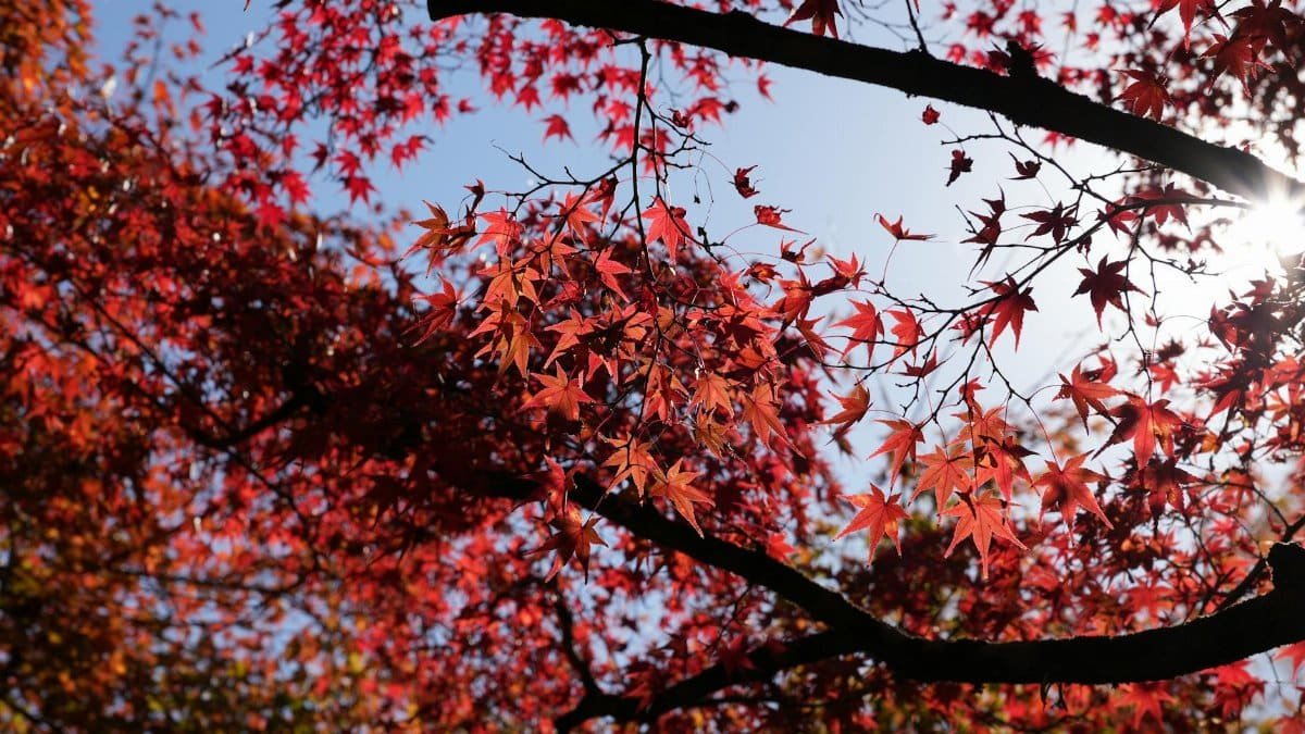 Free stock photo of autumn leaves, beautiful, blue