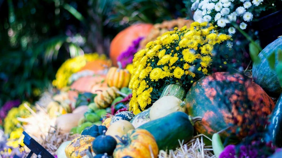 Vibrant autumn harvest scene featuring pumpkins, gourds, and colorful flowers.