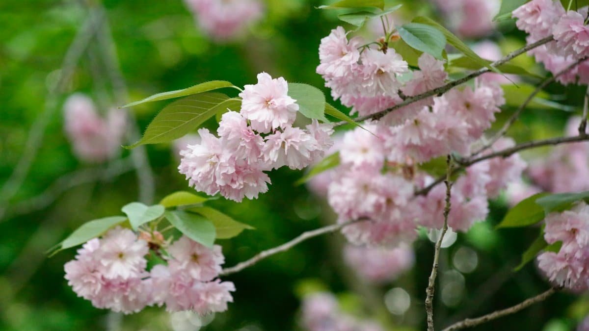 Close-up of pink cherry blossoms blooming on a tree in spring with a lush green background.