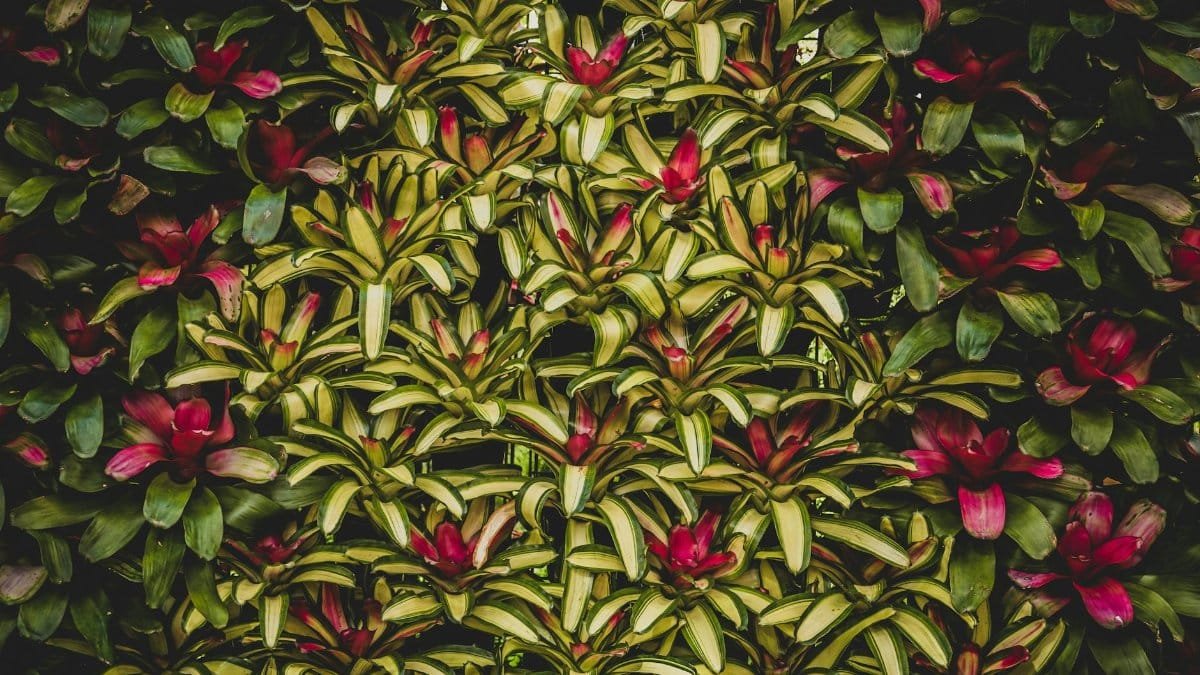 A vibrant display of colorful bromeliads in an Atlanta garden, showcasing nature's intricate foliage.