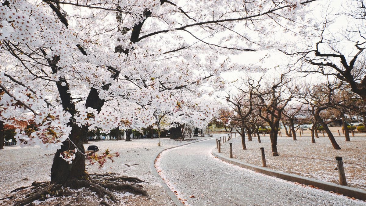 Serene cherry blossom pathway in Nagano, Japan during springtime, showcasing beautiful sakura trees in bloom.