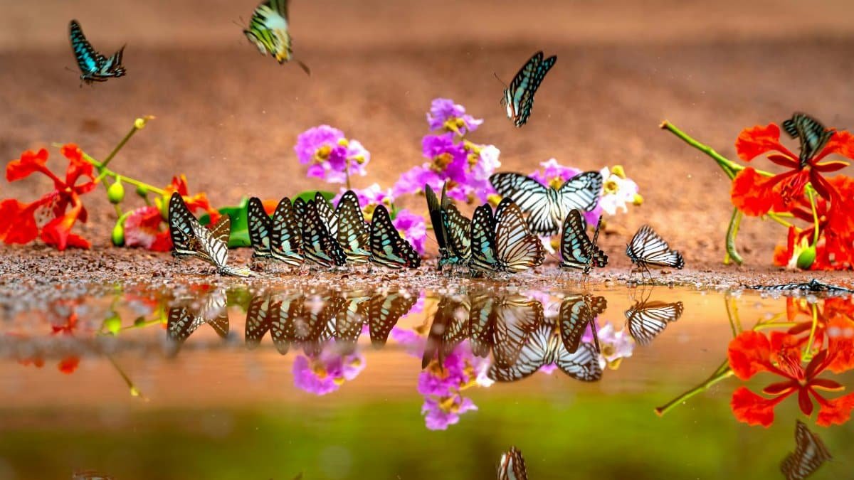 A lively scene of butterflies and flowers reflecting in a puddle, showcasing nature's beauty.