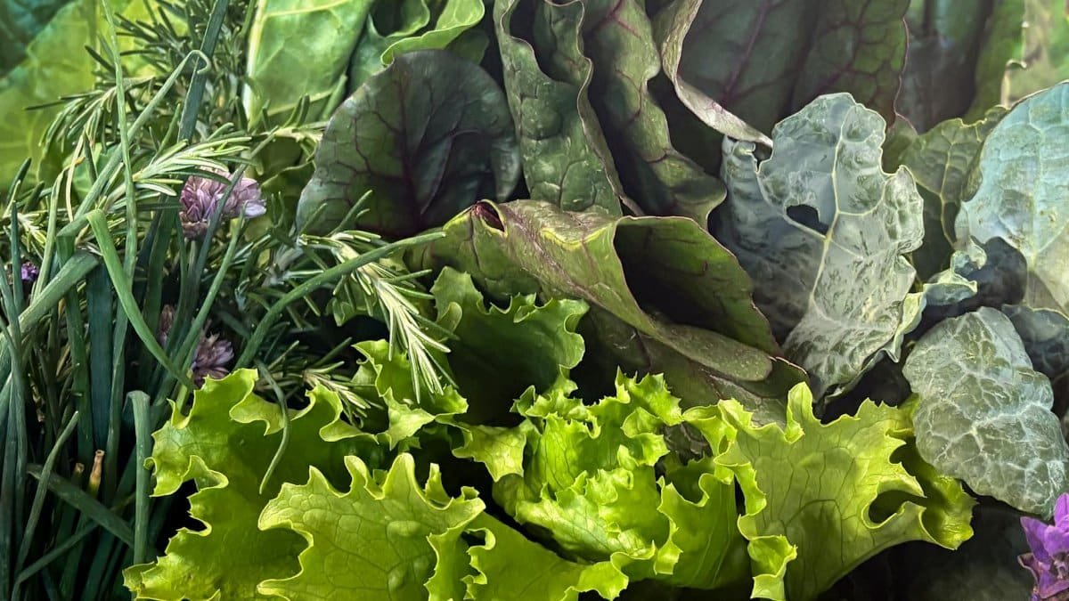 A vibrant collection of fresh, leafy greens and herbs showcasing natural textures and colors.