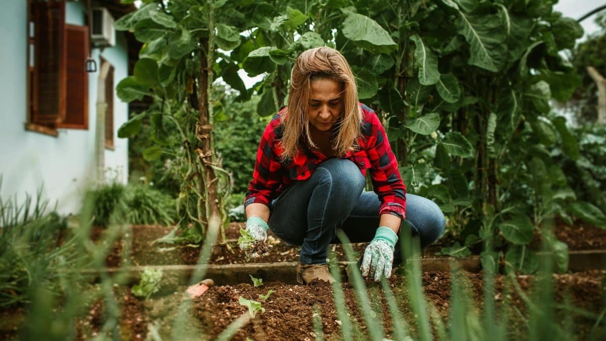 A woman gardening outdoors, cultivating plants in a vegetable patch.