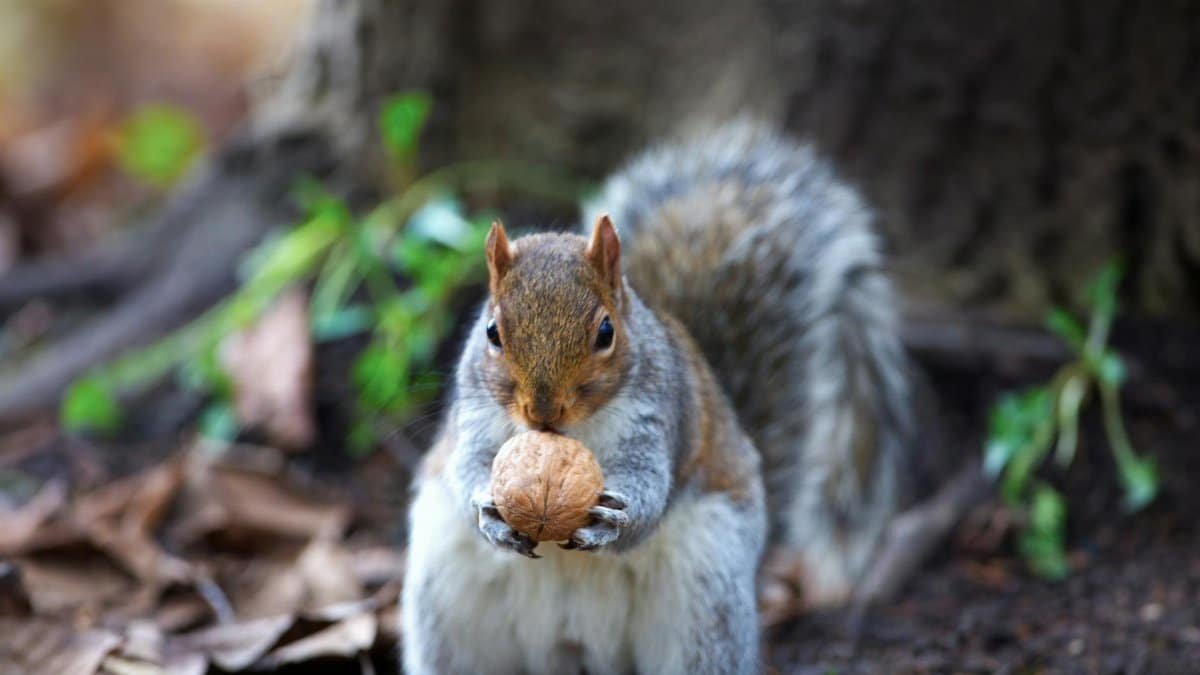 Free stock photo of squirrel