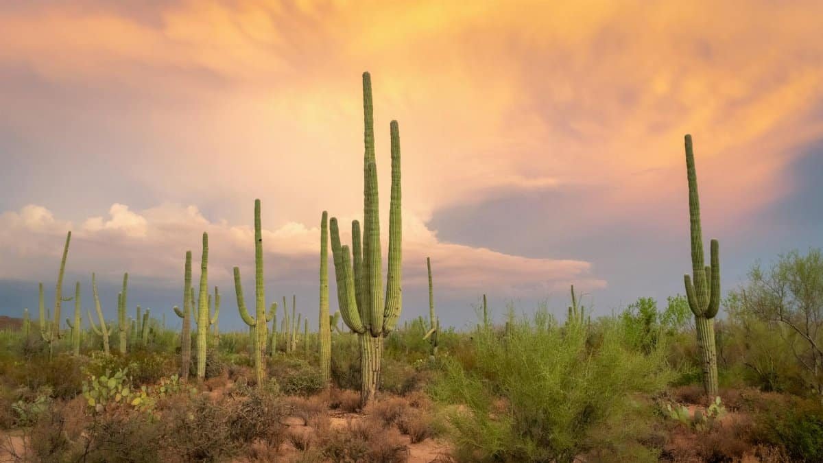 Saguaro cacti silhouetted against a vibrant sunset in Arizona's Sonoran Desert.