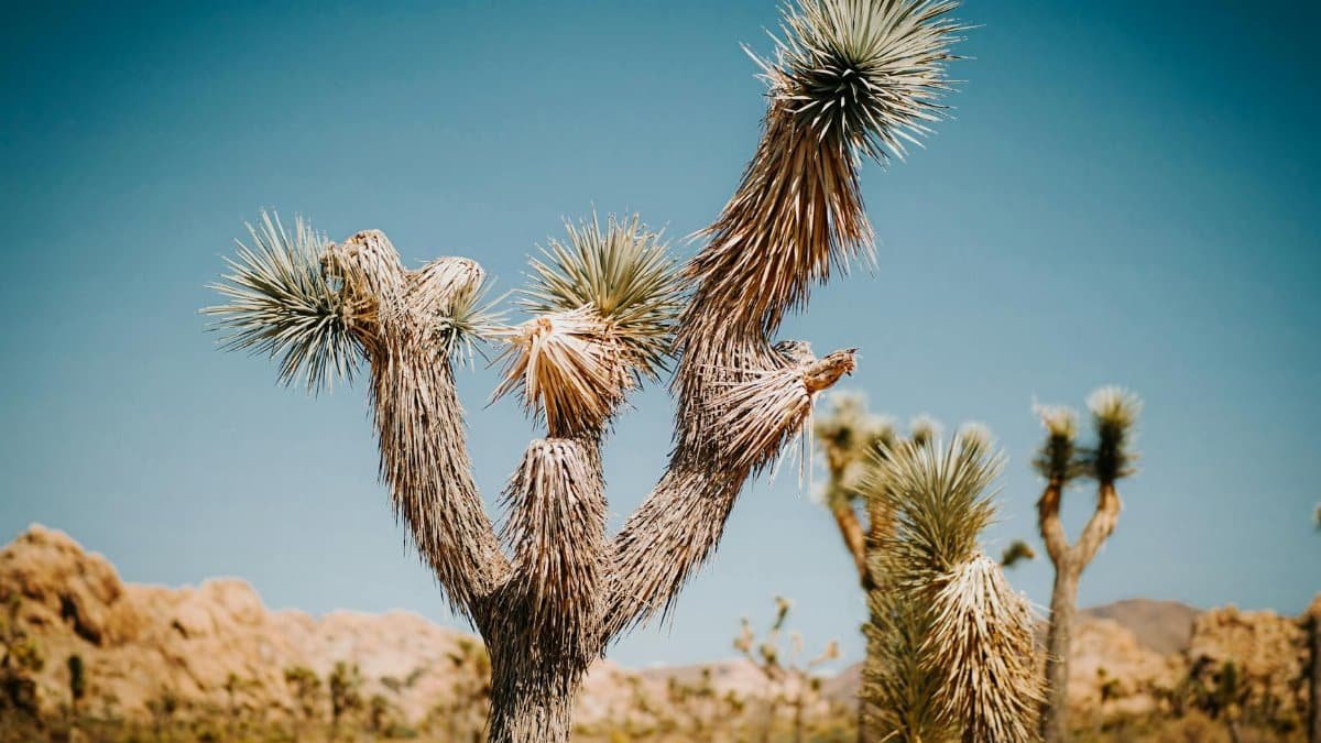 Stunning view of Joshua trees under a clear blue sky in a desert national park setting.