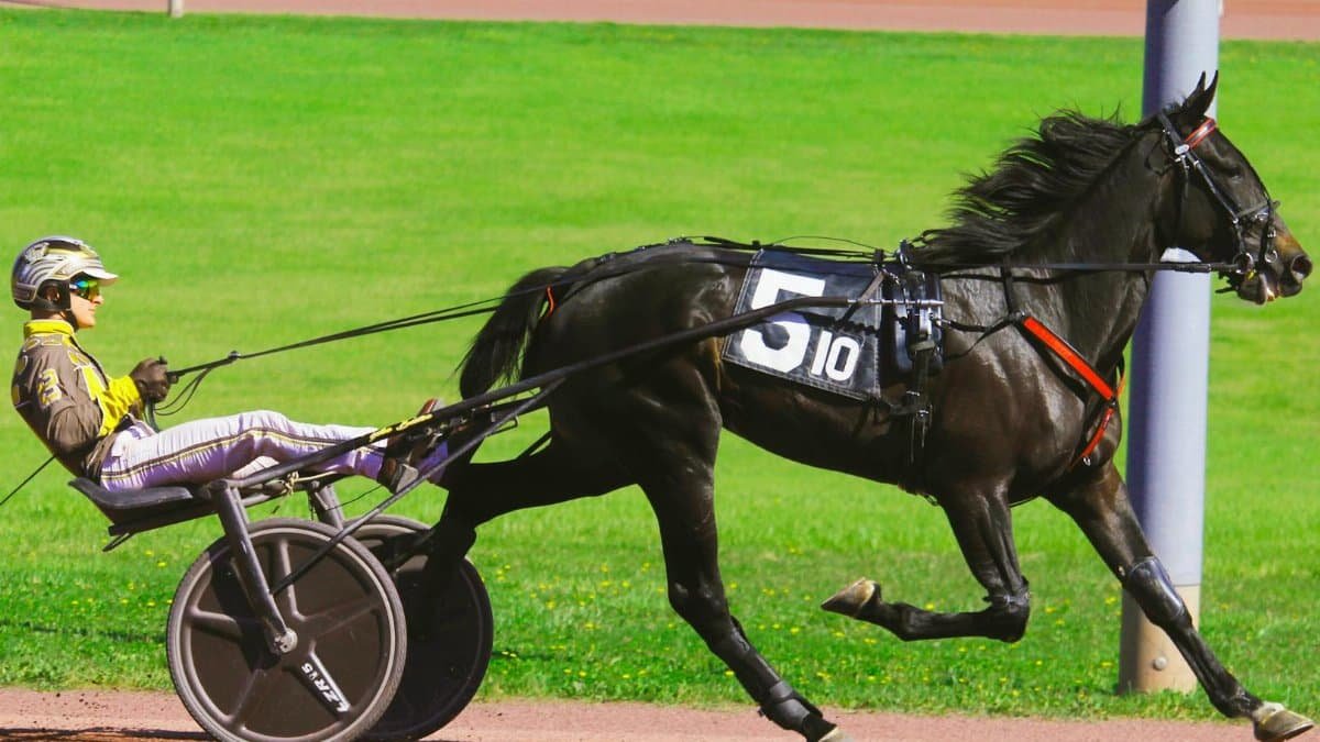 Harness racing action featuring a jockey and horse on a vibrant sunny day at the track.