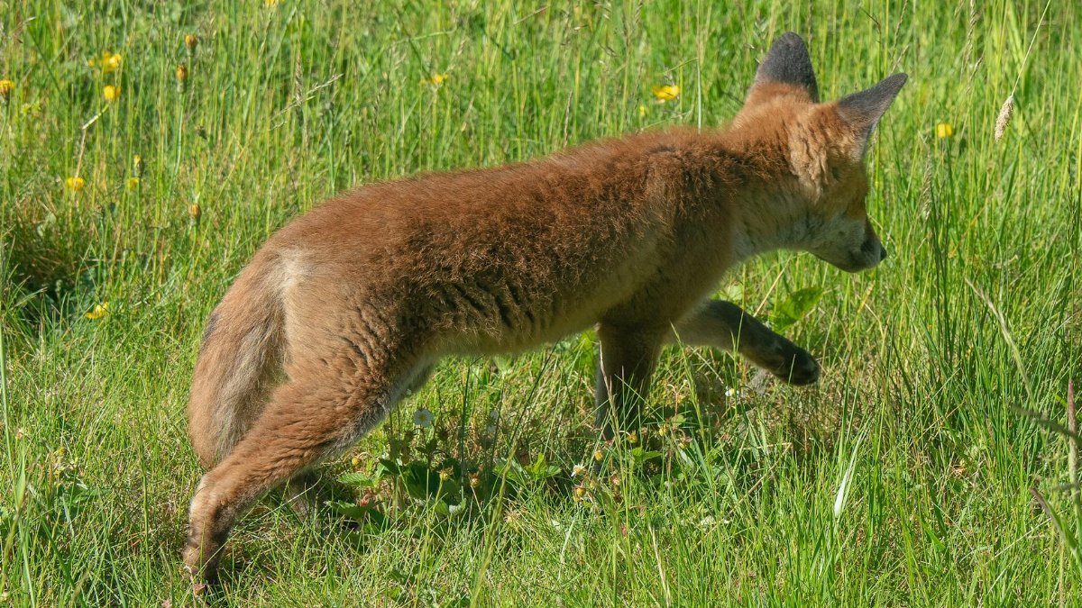A young red fox (Vulpes vulpes) exploring a bright green meadow, capturing the essence of natural wildlife.