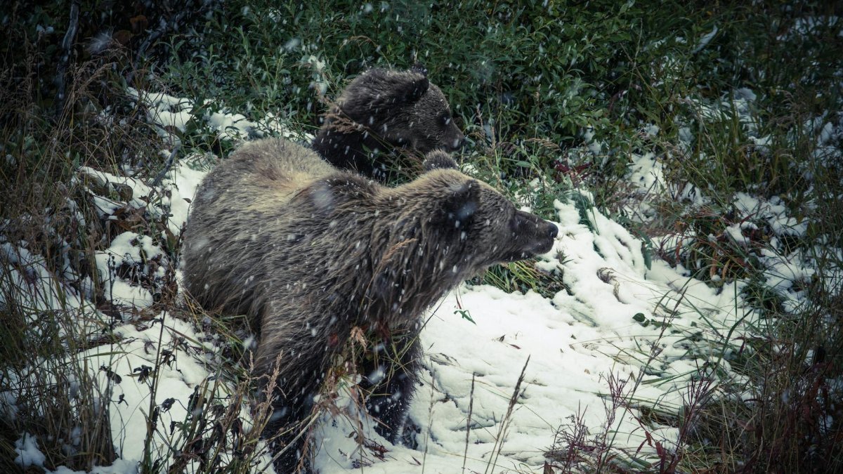 A pair of grizzly bears navigate snowy terrain in a lush forest, capturing nature's raw beauty.