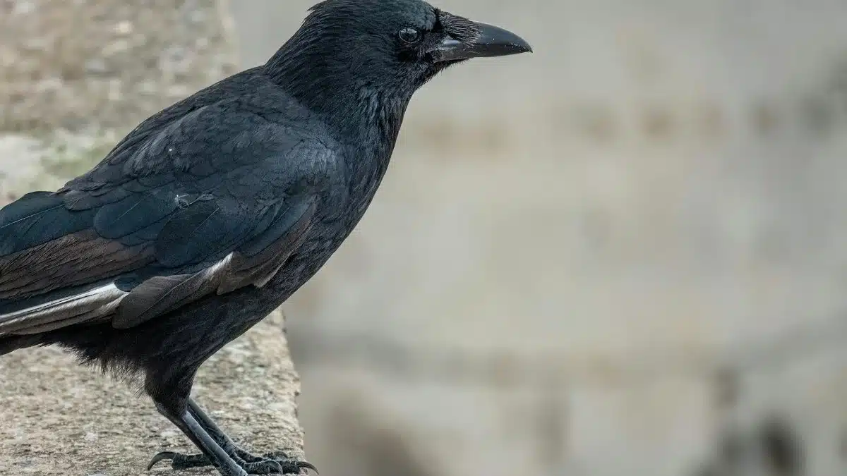Detailed view of a black crow perched on a concrete wall with blurred background.