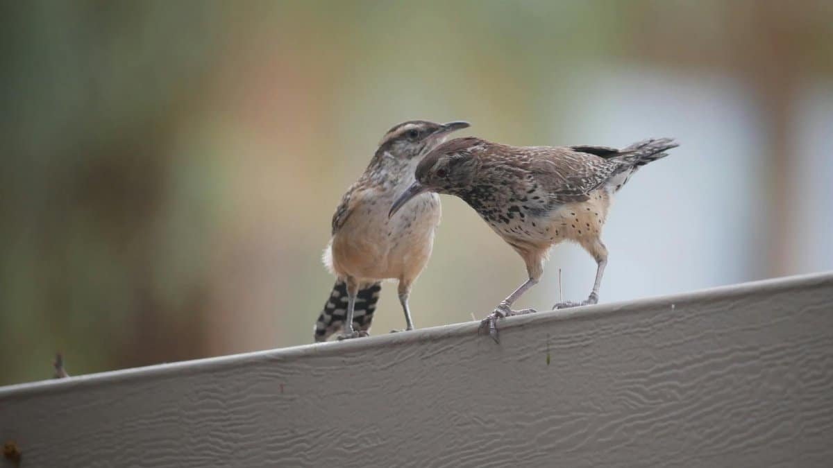 Two small birds perched on a wooden fence showcasing natural wildlife interaction.