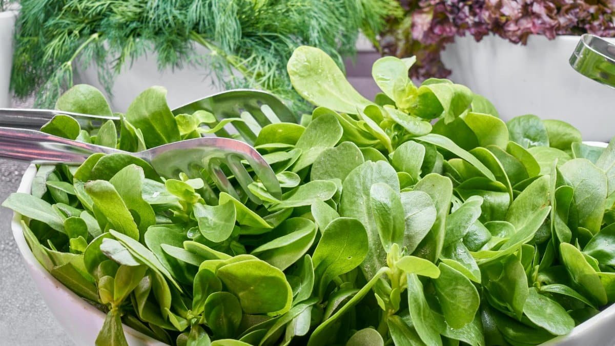 Fresh green salad made with leafy vegetables, perfect for a healthy meal.