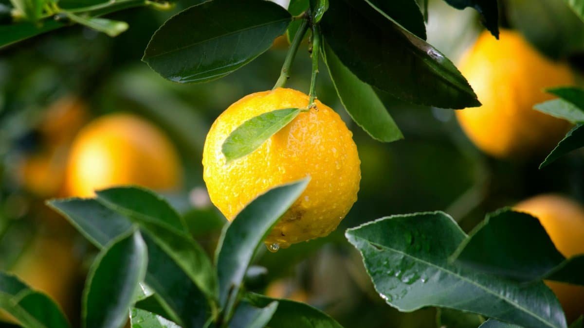 Close-up of a ripe lemon with dewdrops surrounded by green leaves, symbolizing freshness and vitality.