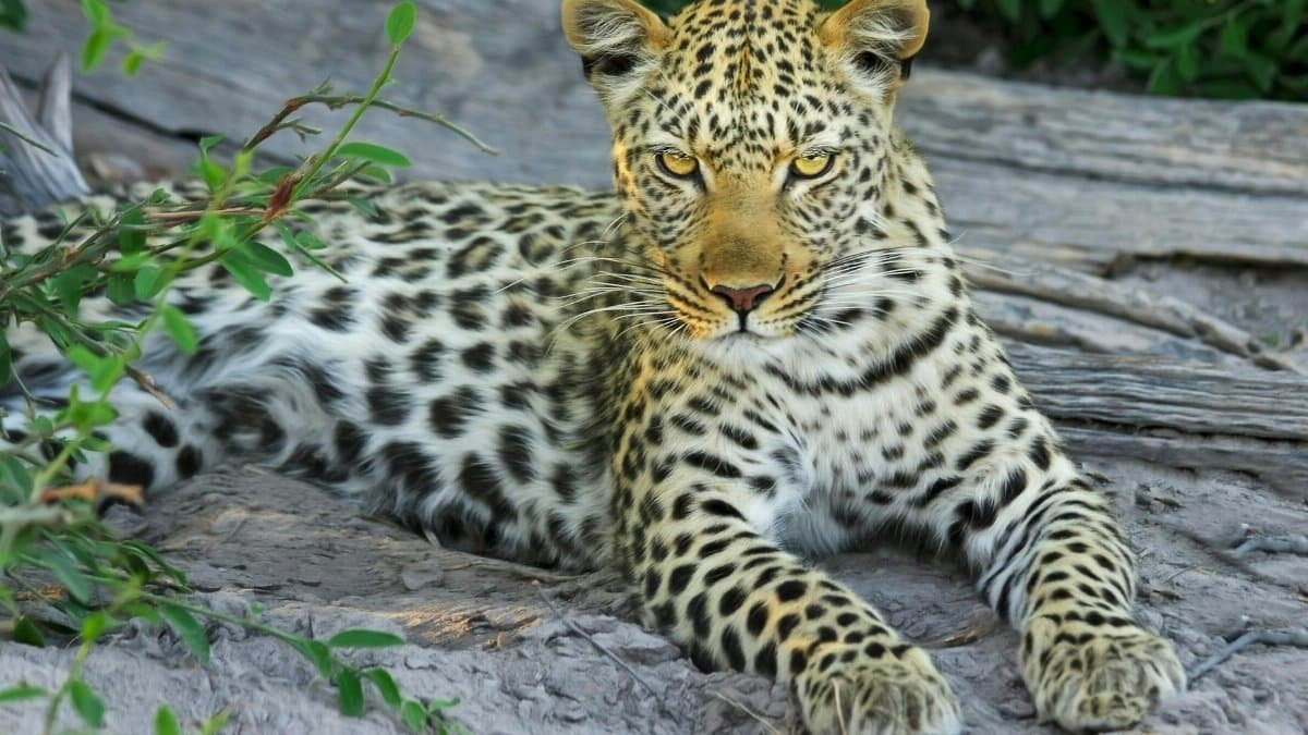 Close-up of a leopard lying on rocks, showcasing its spots and whiskers in a natural setting.
