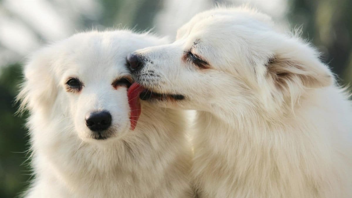 Two fluffy white dogs share a tender moment outdoors, enhancing their bond.
