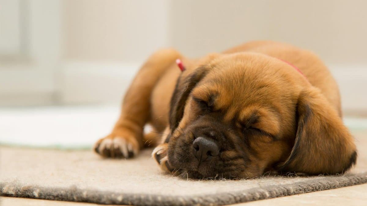 A cute puppy peacefully sleeping indoors on a soft mat.