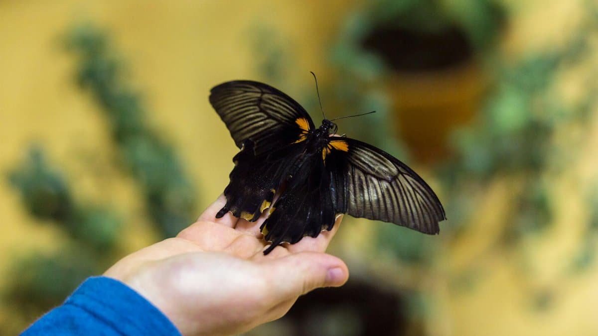 A close-up of a hand gently holding a stunning black butterfly with green plants in the background.