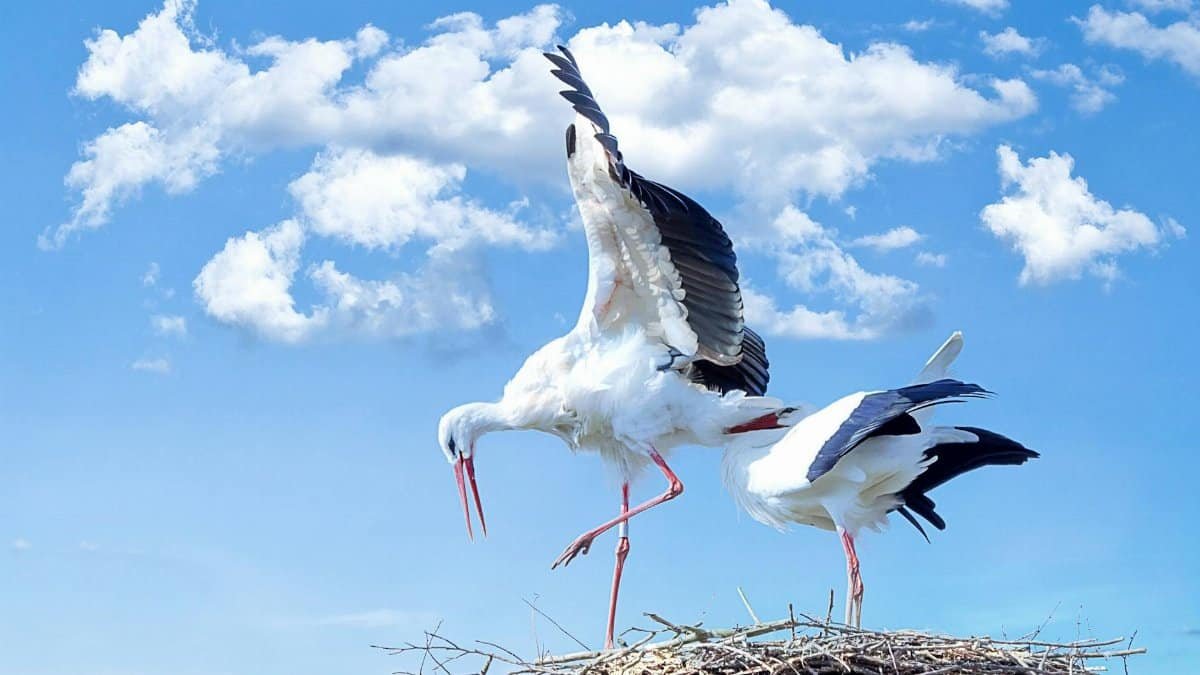 A pair of storks nesting with wings spread under a bright blue sky.