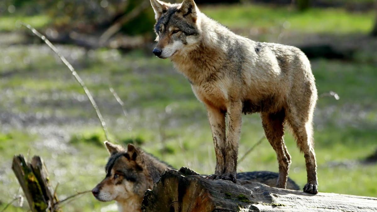Two wolves stand elegantly on a fallen tree in a sunlit forest, showcasing wilderness beauty.