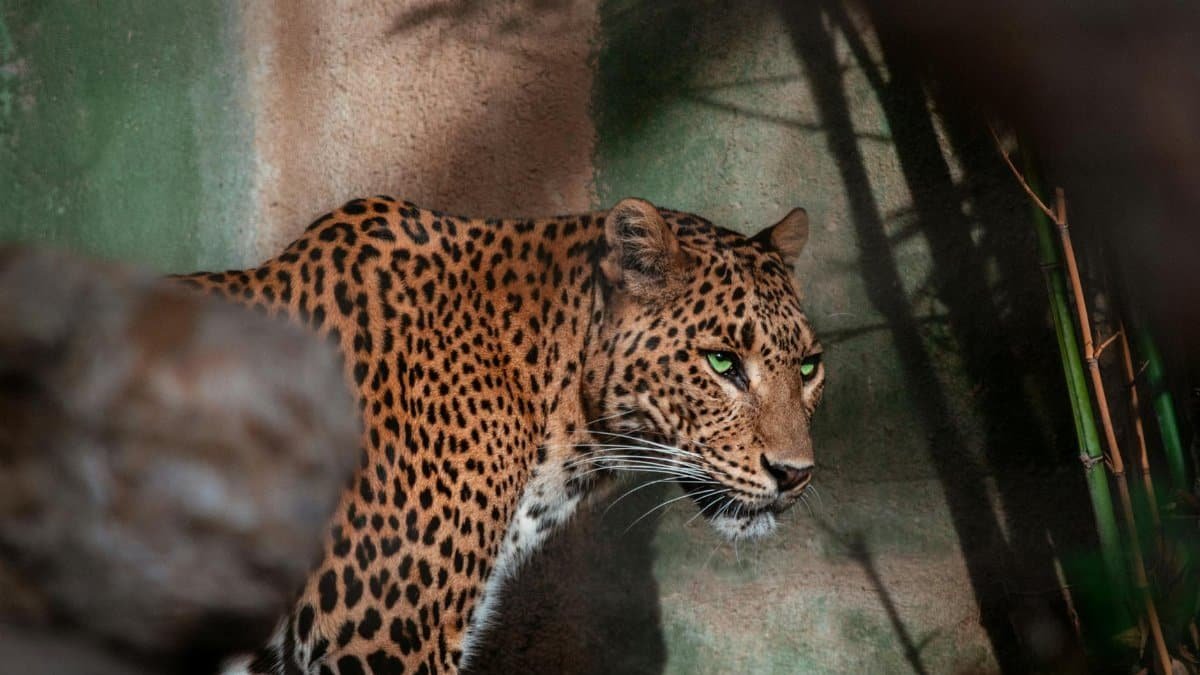 A fierce leopard prowling in a shaded area, showing its spots and intense gaze.