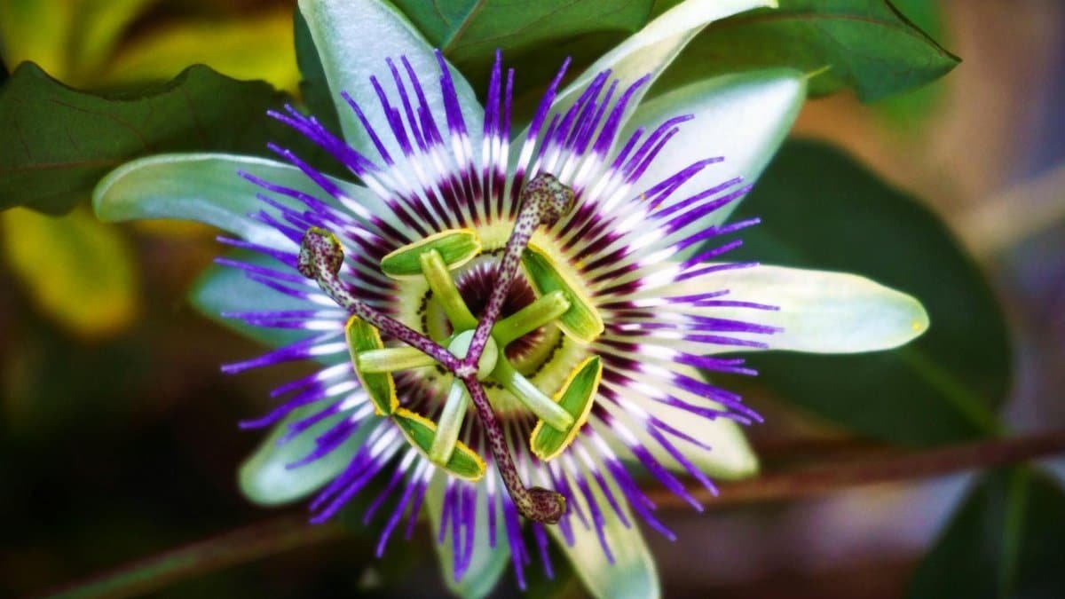 Detailed macro shot of a striking passionflower in full bloom.